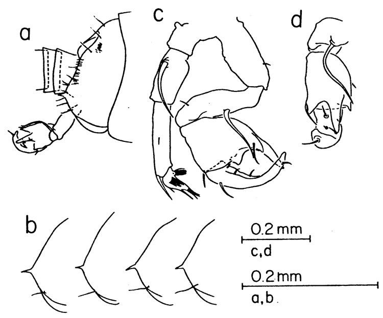 Espce Pontellina sobrina - Planche 2 de figures morphologiques