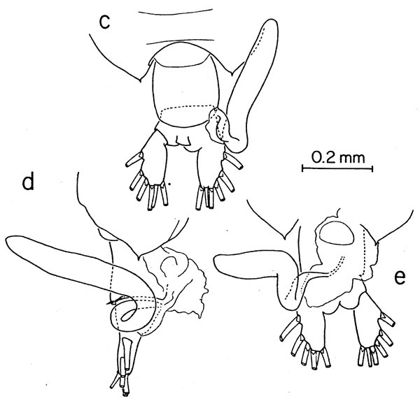 Species Pontellina platychela - Plate 3 of morphological figures
