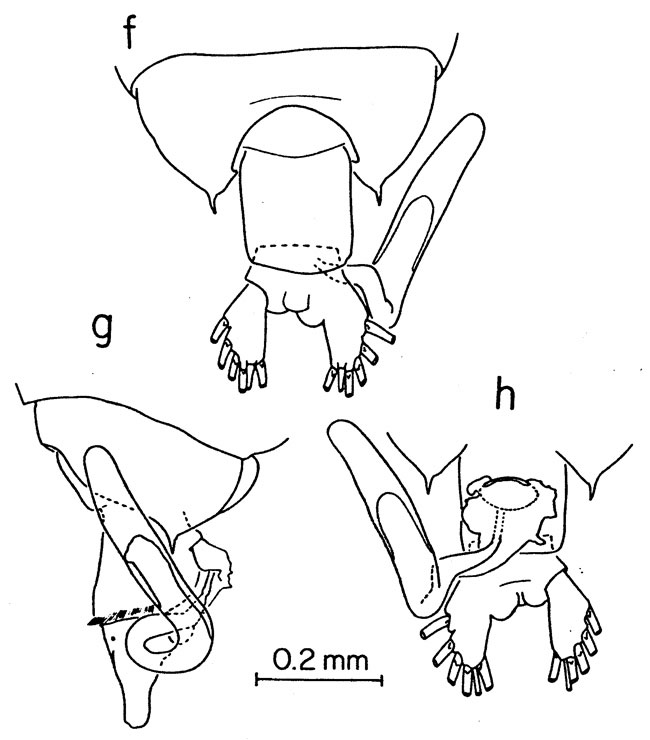 Species Pontellina morii - Plate 5 of morphological figures