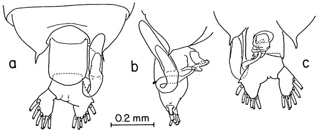 Species Pontellina sobrina - Plate 3 of morphological figures