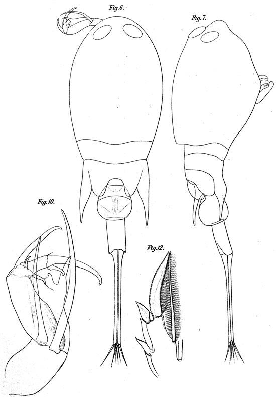 Espce Corycaeus (Urocorycaeus) longistylis - Planche 4 de figures morphologiques