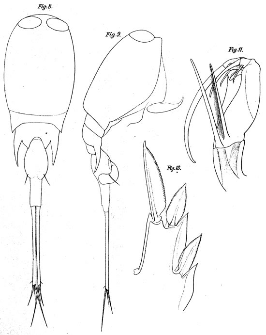 Espce Corycaeus (Urocorycaeus) longistylis - Planche 6 de figures morphologiques