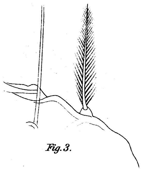 Species Corycaeus (Urocorycaeus) longistylis - Plate 7 of morphological figures