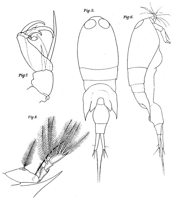 Espce Corycaeus (Corycaeus) clausi - Planche 4 de figures morphologiques