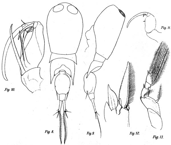 Species Corycaeus (Corycaeus) vitreus - Plate 4 of morphological figures