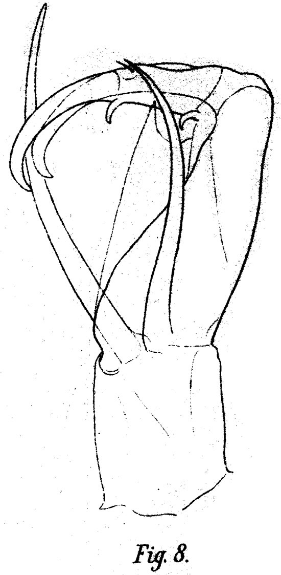 Espce Corycaeus (Monocorycaeus) robustus - Planche 7 de figures morphologiques