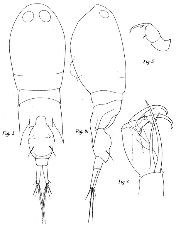 Espce Corycaeus (Monocorycaeus) robustus - Planche 5 de figures morphologiques
