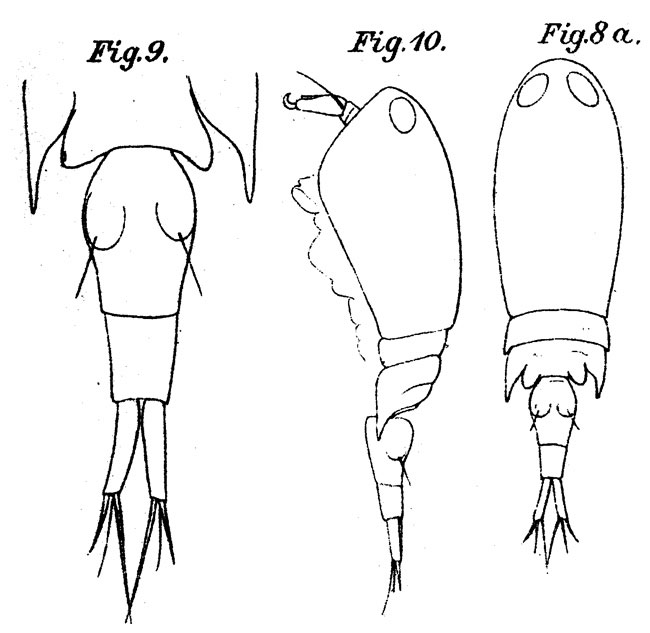 Species Corycaeus (Ditrichocorycaeus) subtilis - Plate 3 of morphological figures