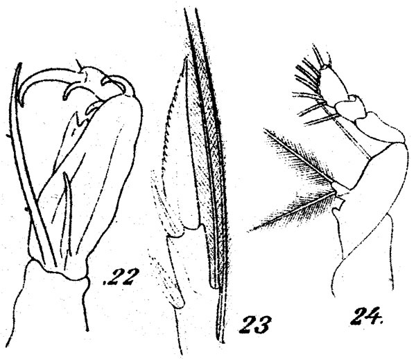 Espèce Corycaeus (Ditrichocorycaeus) minimus - Planche 3 de figures morphologiques