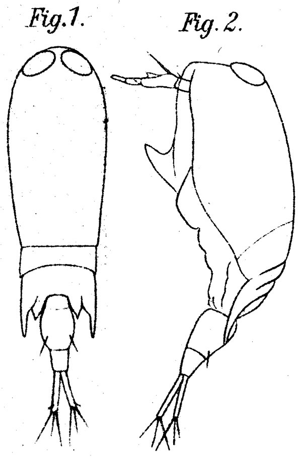 Species Corycaeus (Ditrichocorycaeus) minimus - Plate 5 of morphological figures