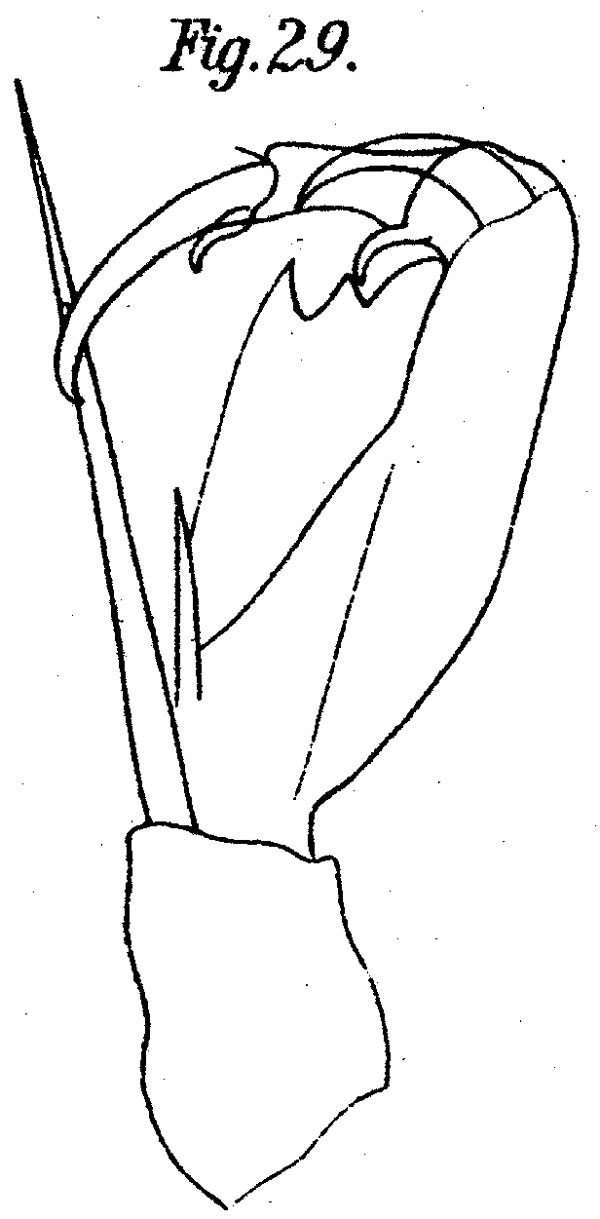 Espèce Corycaeus (Ditrichocorycaeus) africanus - Planche 2 de figures morphologiques