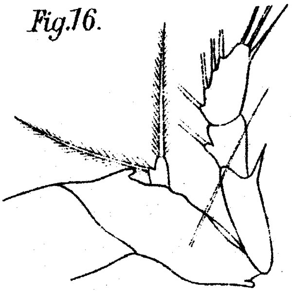 Espèce Corycaeus (Ditrichocorycaeus) africanus - Planche 4 de figures morphologiques