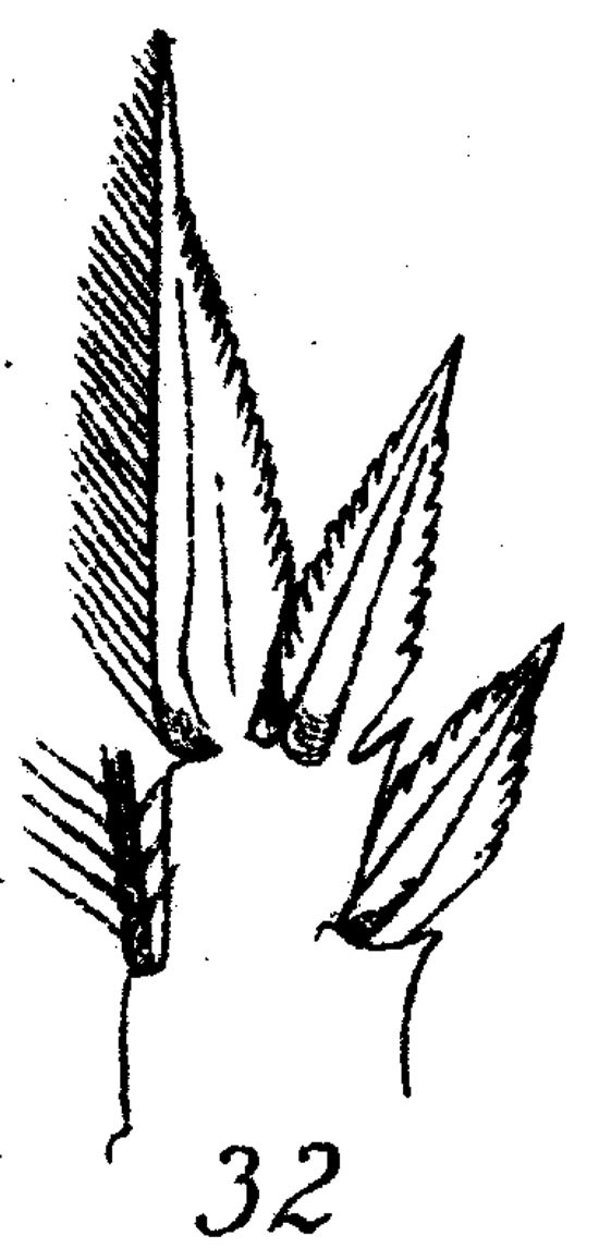Species Corycaeus (Ditrichocorycaeus) africanus - Plate 6 of morphological figures