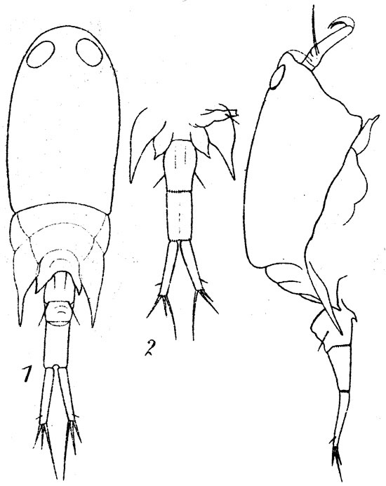 Species Corycaeus (Ditrichocorycaeus) amazonicus - Plate 2 of morphological figures