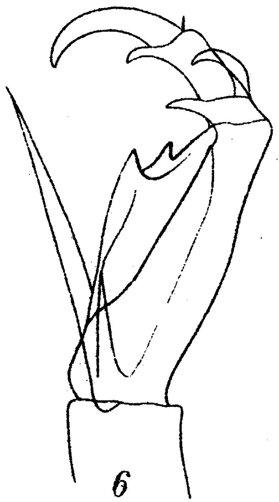 Espce Corycaeus (Ditrichocorycaeus) amazonicus - Planche 3 de figures morphologiques