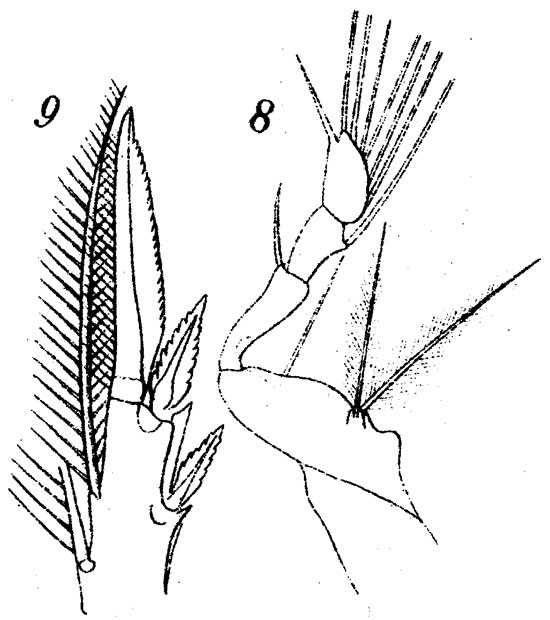 Espce Corycaeus (Ditrichocorycaeus) amazonicus - Planche 4 de figures morphologiques