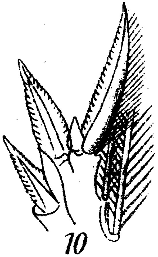 Species Corycaeus (Ditrichocorycaeus) amazonicus - Plate 7 of morphological figures