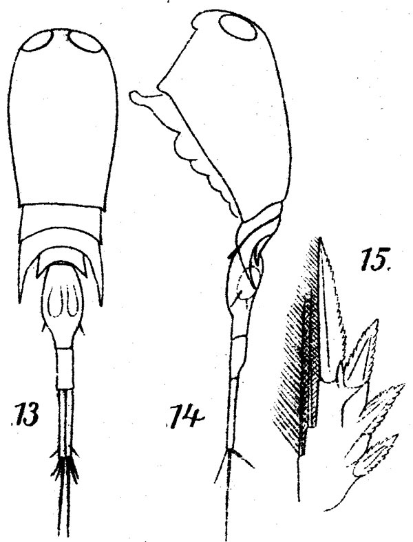 Espce Corycaeus (Ditrichocorycaeus) erythraeus - Planche 5 de figures morphologiques