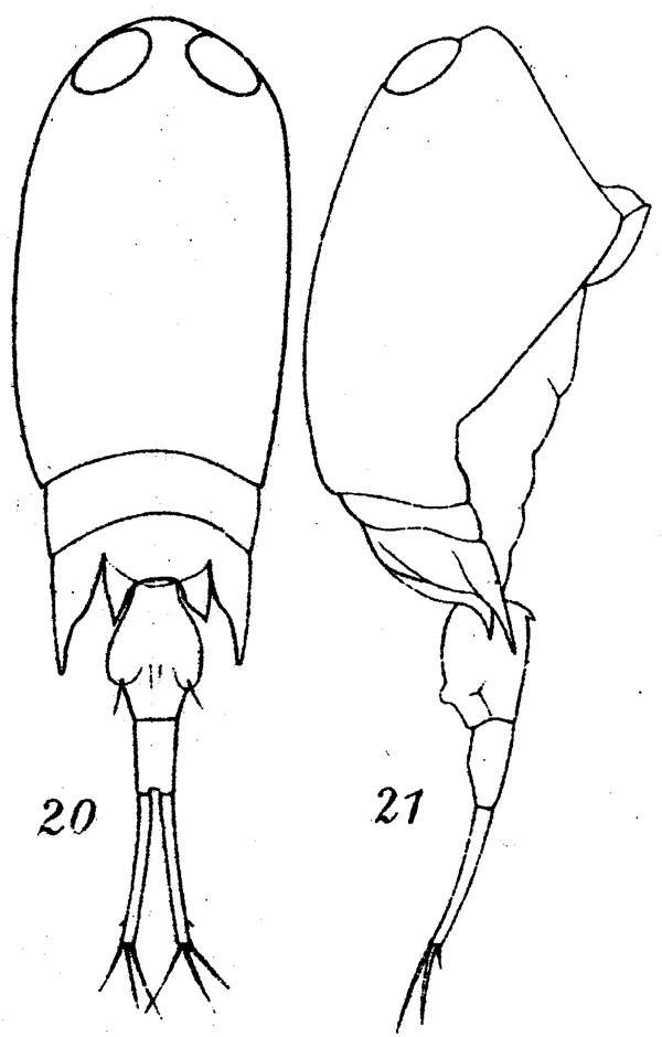 Species Corycaeus (Ditrichocorycaeus) dahli - Plate 7 of morphological figures