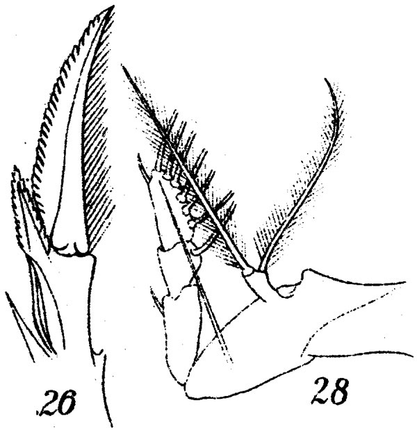 Espèce Corycaeus (Ditrichocorycaeus) dahli - Planche 9 de figures morphologiques