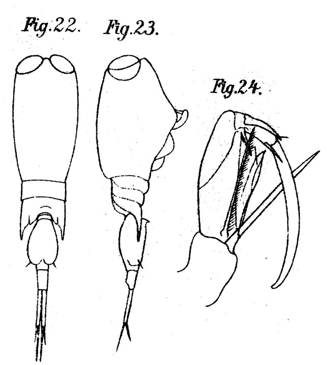 Espèce Corycaeus (Ditrichocorycaeus) dahli - Planche 10 de figures morphologiques