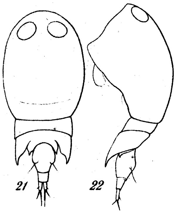 Species Corycaeus (Onychocorycaeus) pumilus - Plate 2 of morphological figures
