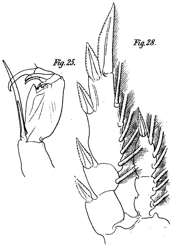 Espce Corycaeus (Onychocorycaeus) pumilus - Planche 3 de figures morphologiques