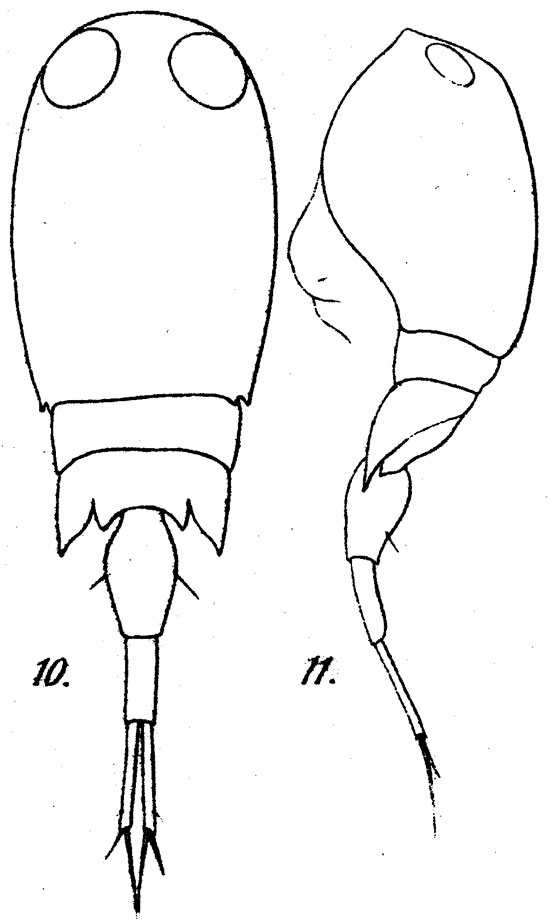 Espce Corycaeus (Onychocorycaeus) agilis - Planche 6 de figures morphologiques