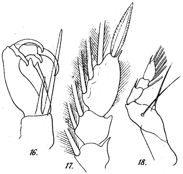 Espce Corycaeus (Onychocorycaeus) agilis - Planche 7 de figures morphologiques