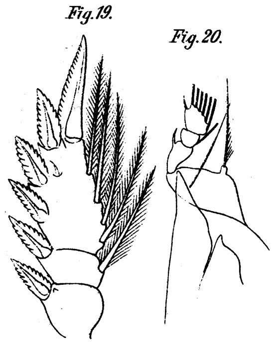 Species Corycaeus (Onychocorycaeus) agilis - Plate 10 of morphological figures