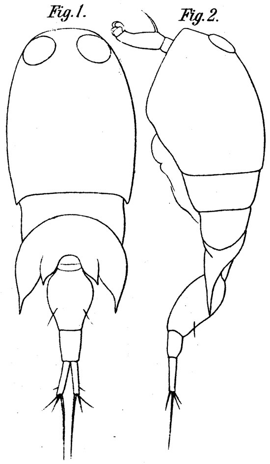 Espèce Corycaeus (Onychocorycaeus) latus - Planche 6 de figures morphologiques