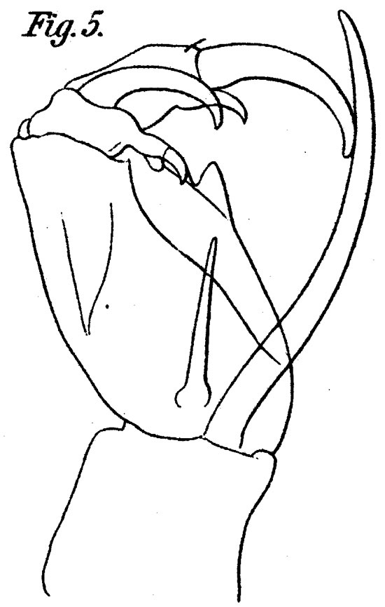 Espèce Corycaeus (Onychocorycaeus) latus - Planche 7 de figures morphologiques