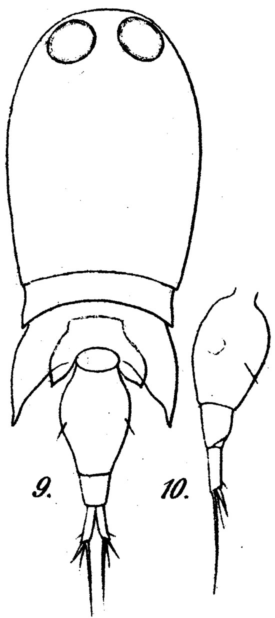 Species Corycaeus (Onychocorycaeus) ovalis - Plate 3 of morphological figures