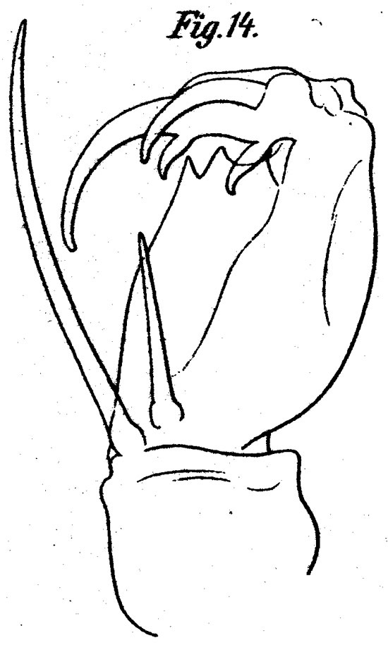 Species Corycaeus (Onychocorycaeus) ovalis - Plate 4 of morphological figures