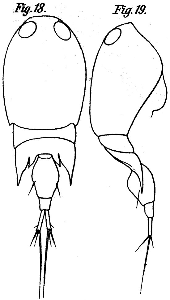 Species Corycaeus (Onychocorycaeus) catus - Plate 8 of morphological figures