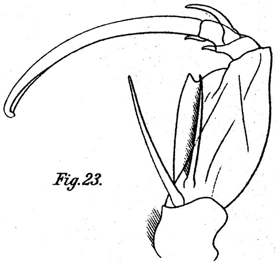 Espce Corycaeus (Onychocorycaeus) catus - Planche 12 de figures morphologiques