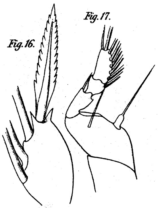 Species Corycaeus (Onychocorycaeus) ovalis - Plate 5 of morphological figures