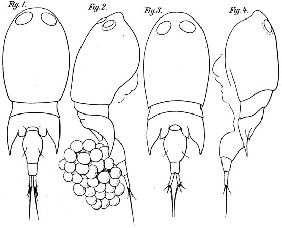 Species Corycaeus (Onychocorycaeus) pacificus - Plate 5 of morphological figures