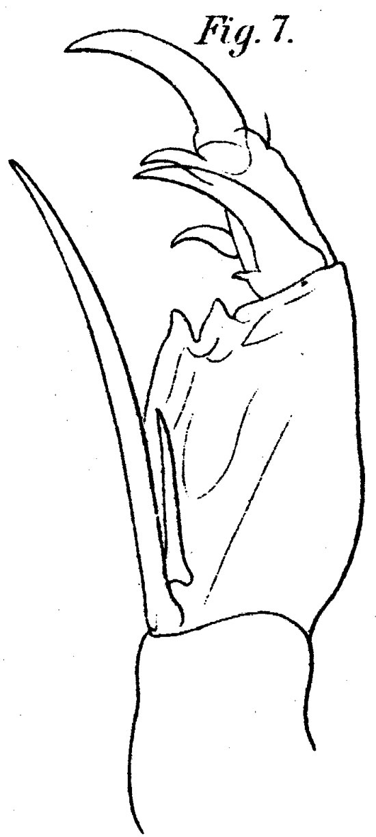 Species Corycaeus (Onychocorycaeus) pacificus - Plate 6 of morphological figures