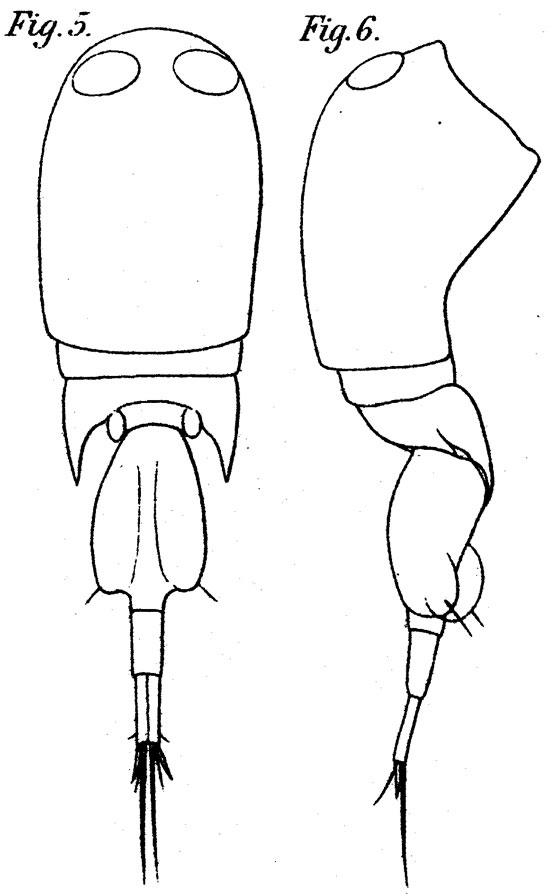 Espce Corycaeus (Onychocorycaeus) pacificus - Planche 8 de figures morphologiques