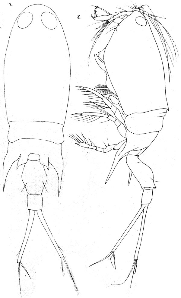 Species Corycaeus (Corycaeus) speciosus - Plate 7 of morphological figures
