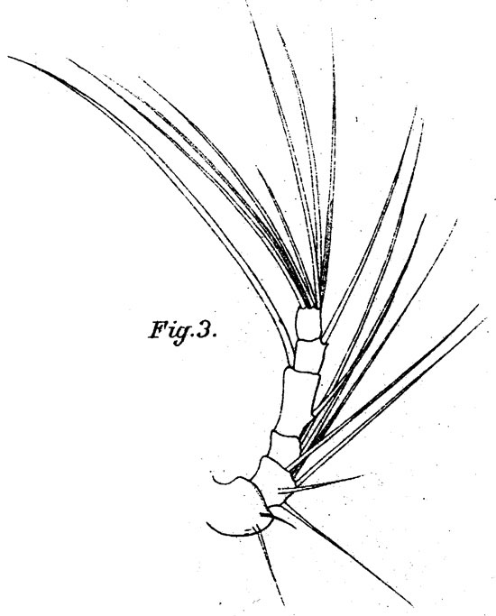 Species Corycaeus (Corycaeus) speciosus - Plate 12 of morphological figures
