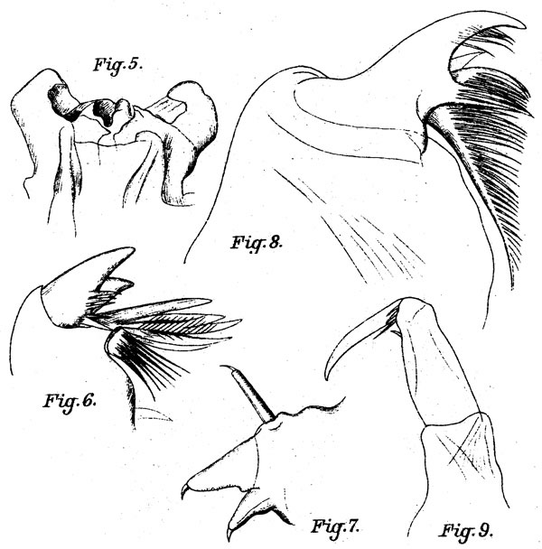 Espce Corycaeus (Corycaeus) speciosus - Planche 9 de figures morphologiques
