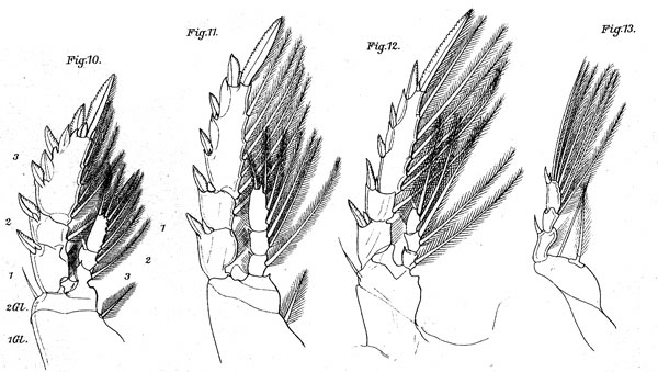 Espce Corycaeus (Corycaeus) speciosus - Planche 10 de figures morphologiques