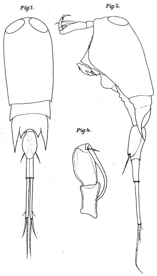 Species Corycaeus (Corycaeus) speciosus - Plate 11 of morphological figures