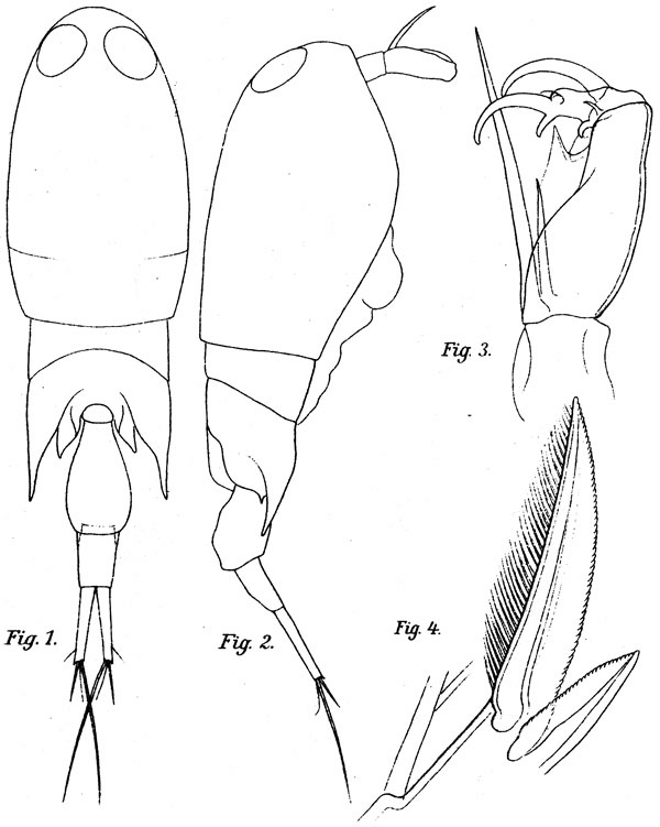 Espèce Corycaeus (Corycaeus) crassiusculus - Planche 9 de figures morphologiques