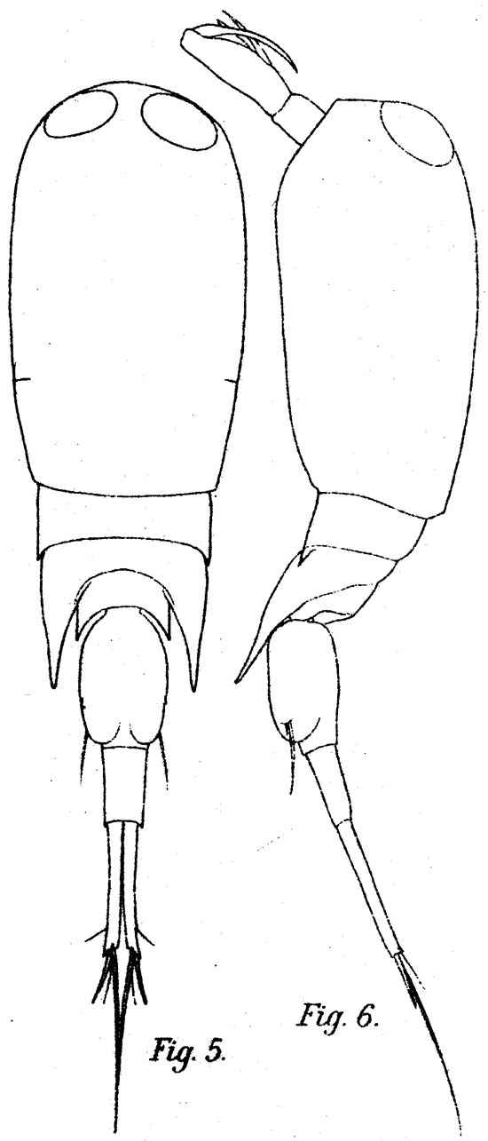 Espèce Corycaeus (Corycaeus) crassiusculus - Planche 10 de figures morphologiques