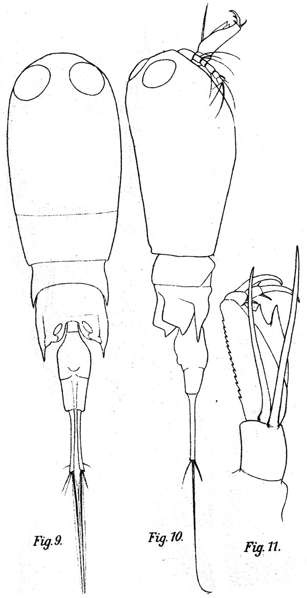 Espce Corycaeus (Agetus) typicus - Planche 8 de figures morphologiques