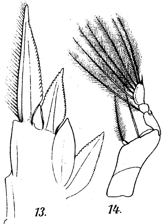 Espce Corycaeus (Agetus) typicus - Planche 12 de figures morphologiques