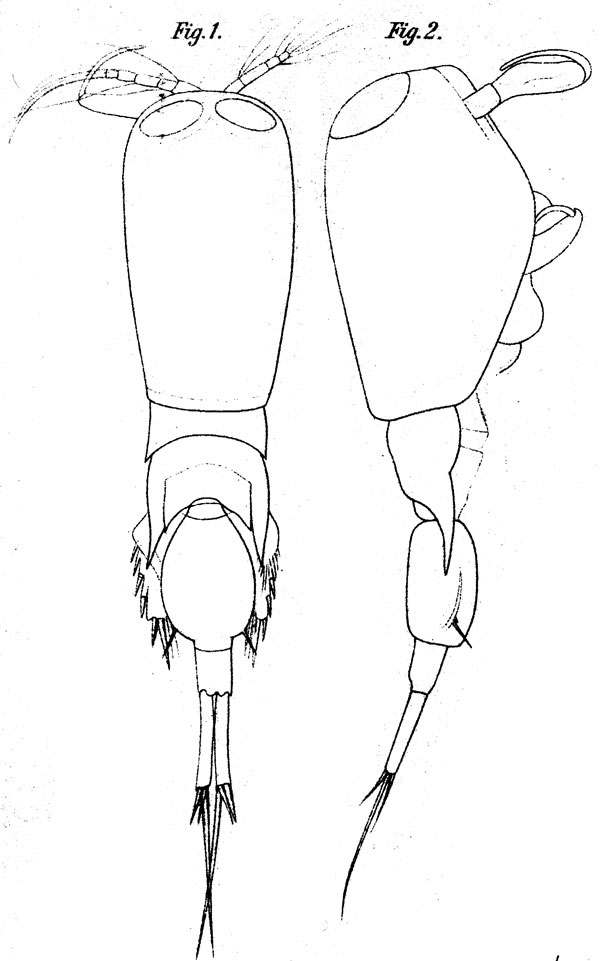 Espce Corycaeus (Agetus) typicus - Planche 9 de figures morphologiques